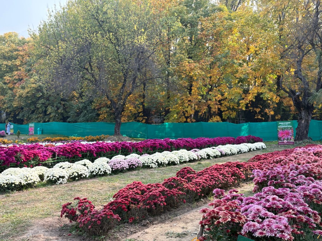 Velvety Autumn: The Chrysanthemum&nbsp;Comeback